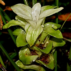 Turmeric longa plant